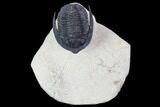 Diademaproetus Trilobite - Foum Zguid, Morocco #103892-1